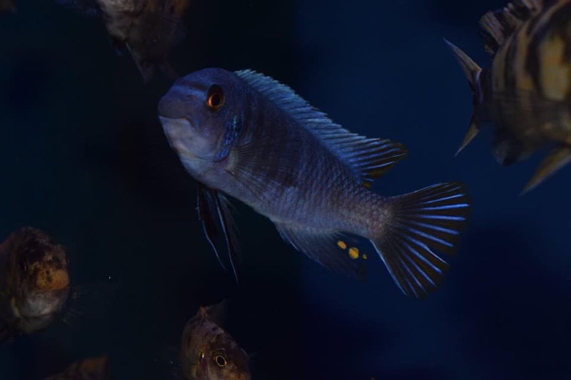 Labeotropheus fuelleborni 'Chimwalani Reef'